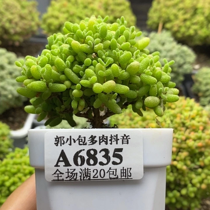鲁****茸蜜橘糖球6835枝干番杏