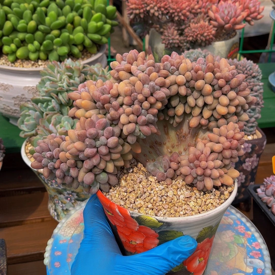 汤圆整板缀一物一拍