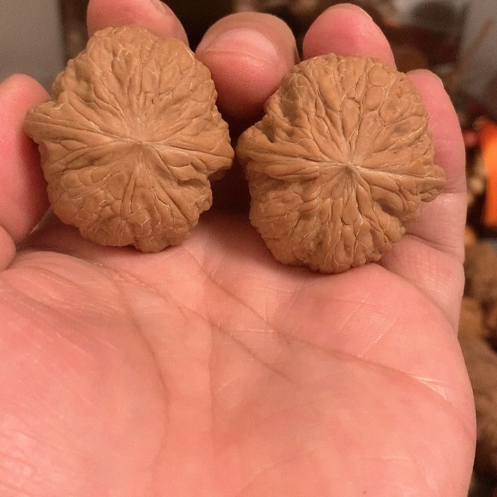 开***乐大叶紫檀（黑酸枝木类）