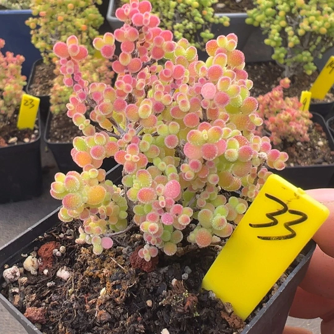 蜜橘糖球33号5.5cm盆