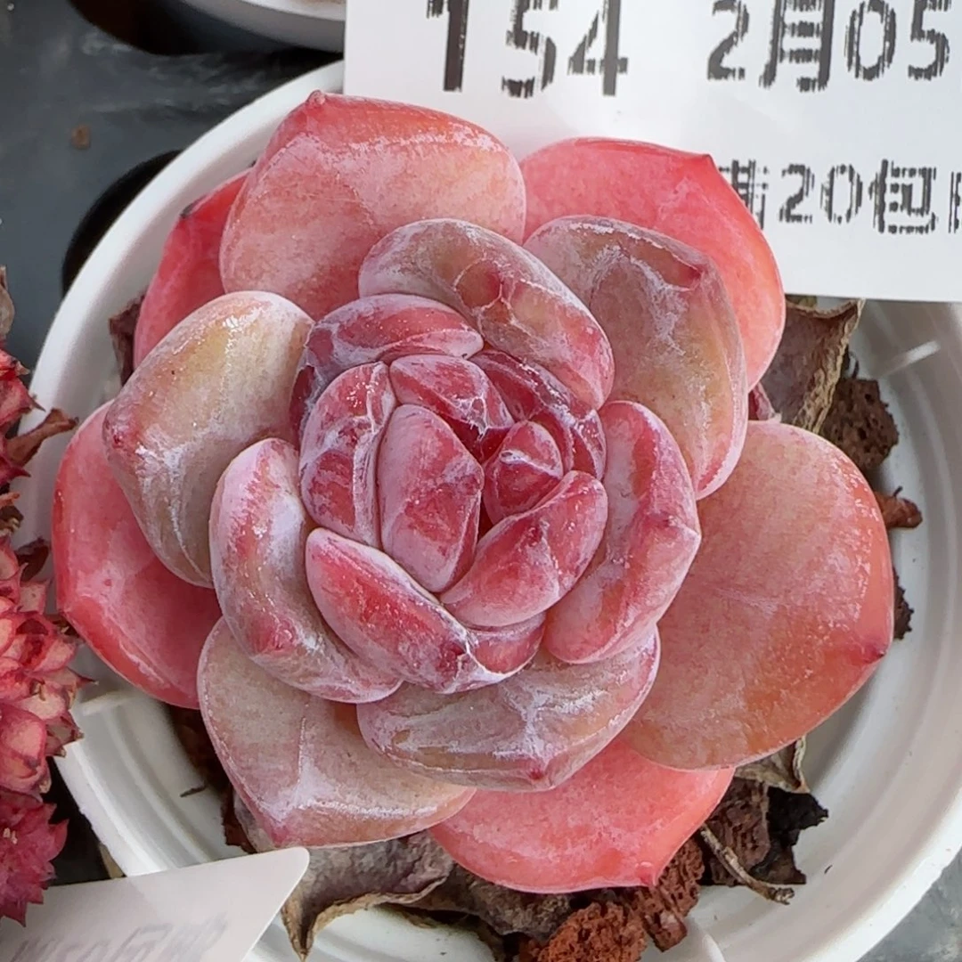 花语逸镜0205-154