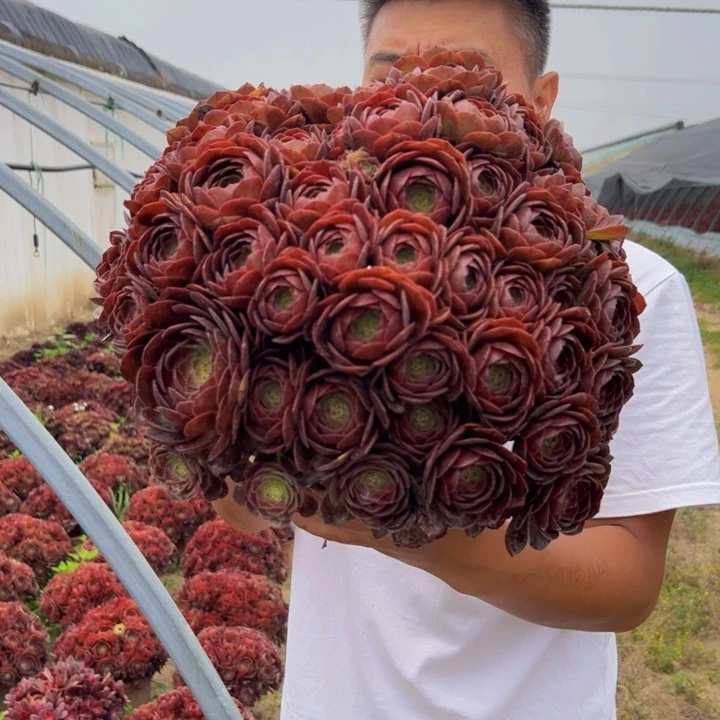 38.8黑魔一棵包邮