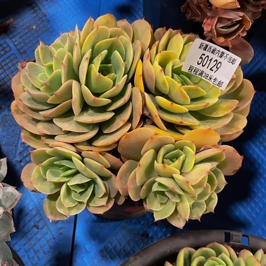 ?***?黄玫瑰50129多肉