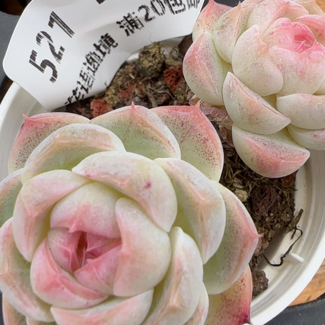 花语逸镜0204-521