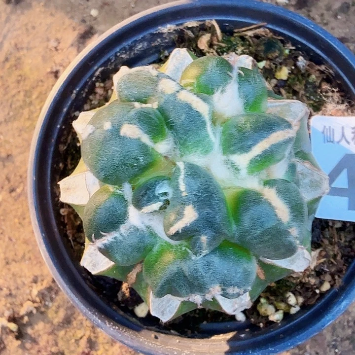 小***奶无花朵404叉尤蛋蛋东七