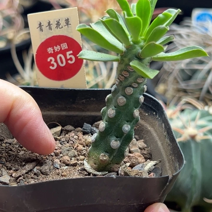 猪鼻子一棵仙人球6688556