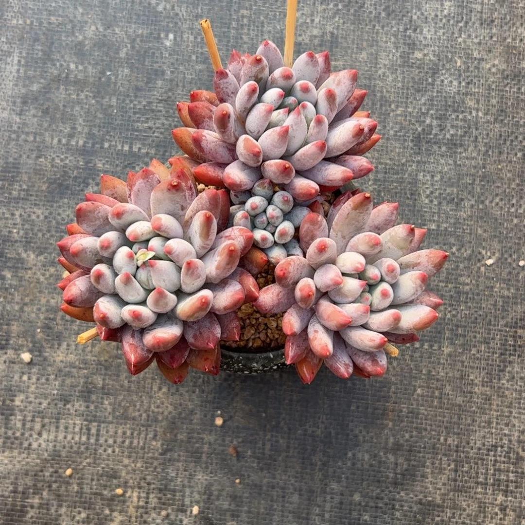 所罗门群生多肉植物