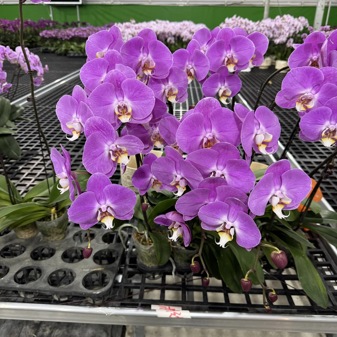 【粉宝图】  蝴蝶兰基地直发现货现发 耐开耐养 蝴蝶兰室内花卉