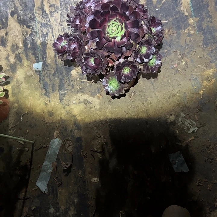 不包侧枝一物一拍2
