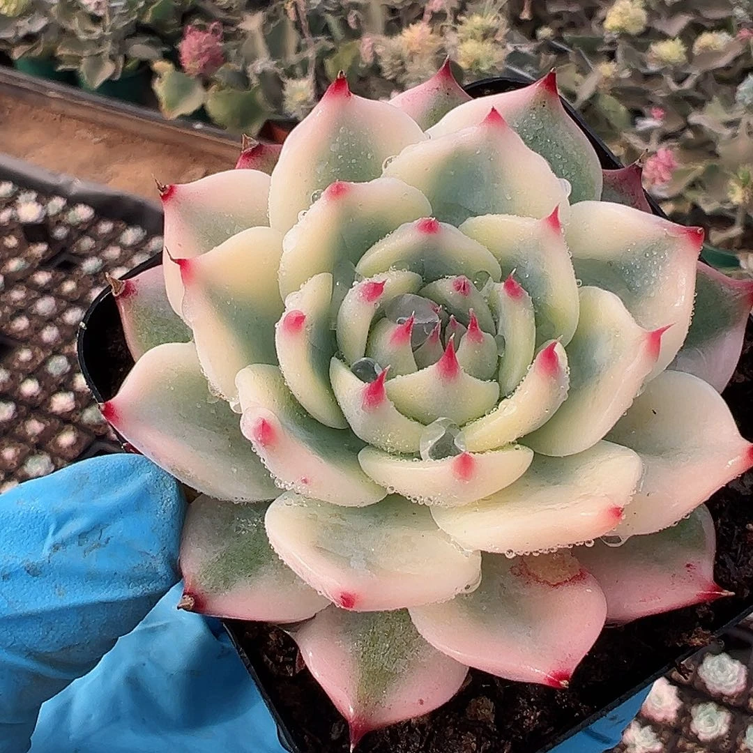 吉娃娃锦，覆轮锦