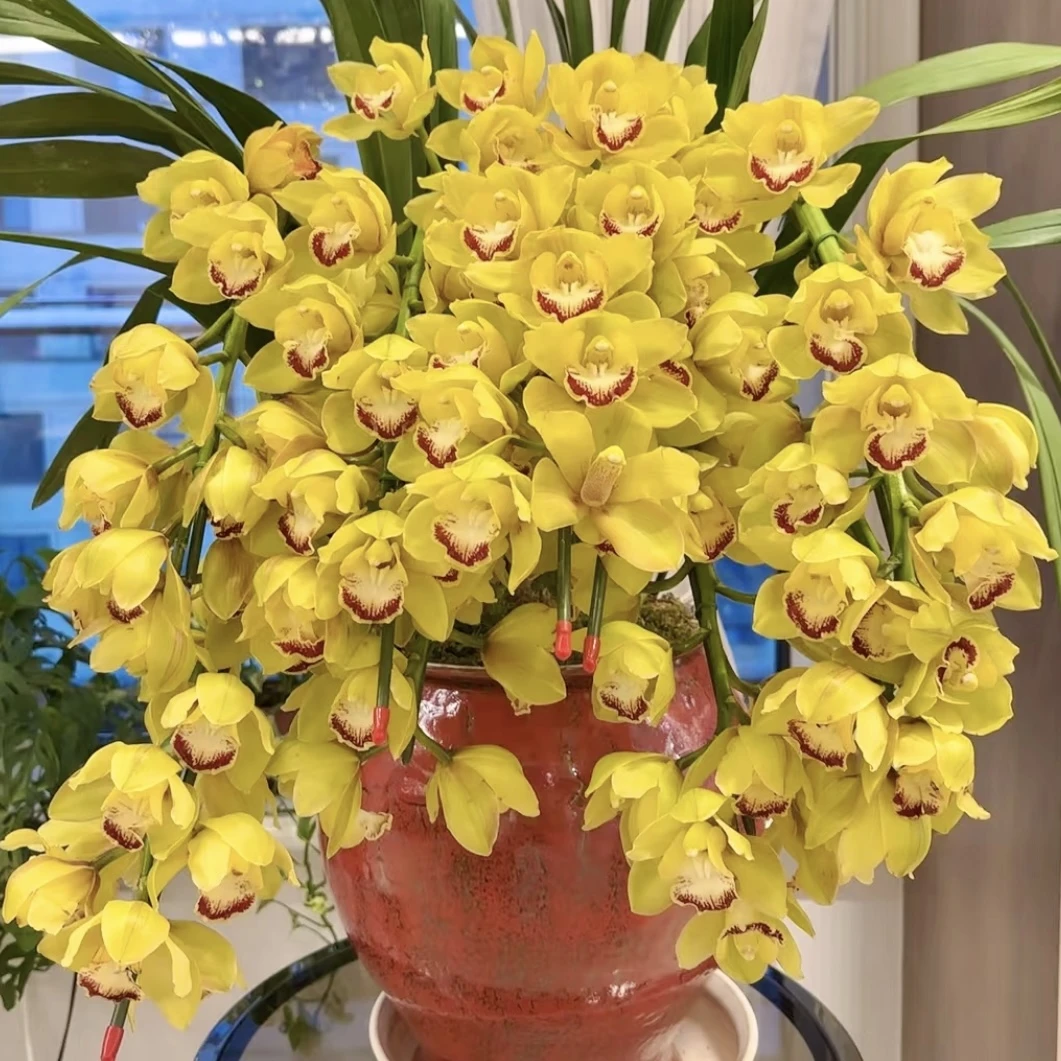 黄金岁月【5支花剑拱兰】大花蕙兰年宵花盆栽花卉多年生室内阳台