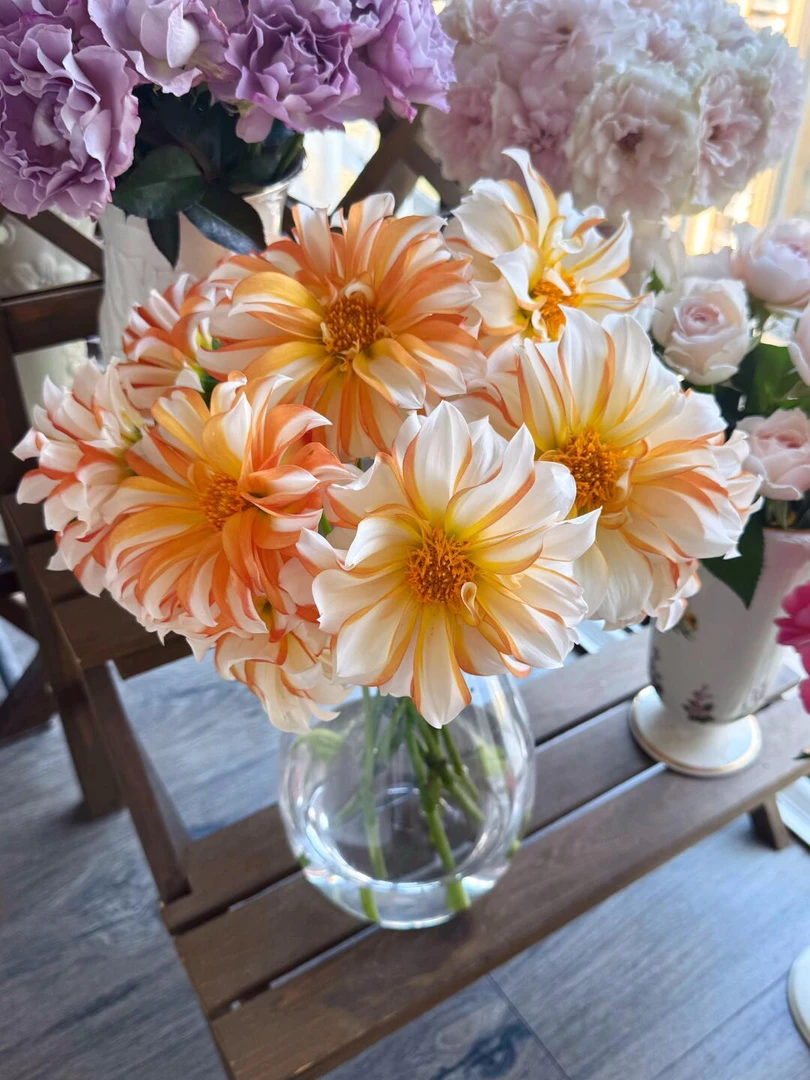 【杏月】进口大丽花种球盆栽地栽 送化肥