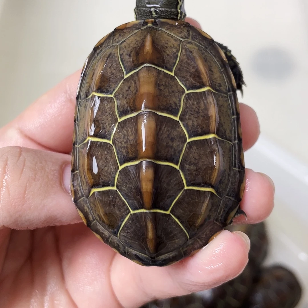 中华草龟公苏北金线草龟外塘龟