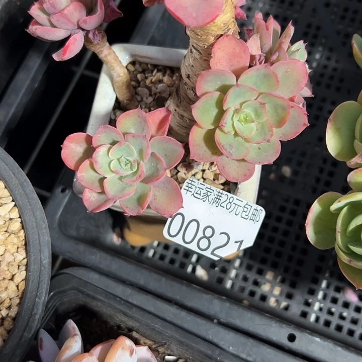 幸运的是你能在我身边陪伴