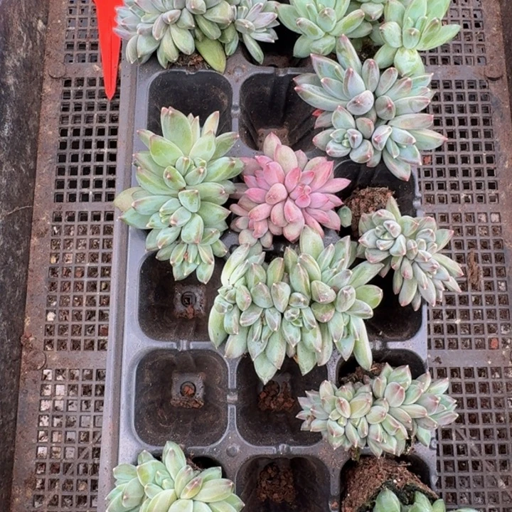 064多肉植物一物一拍