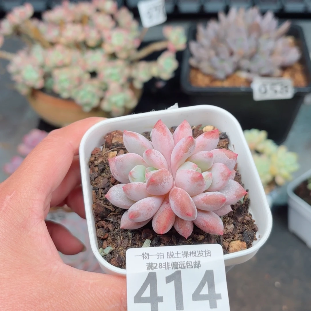 半夏双头无盆土发货