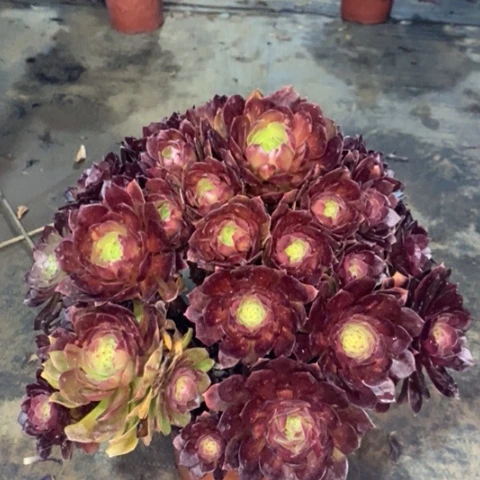赤焰莲多肉植物011