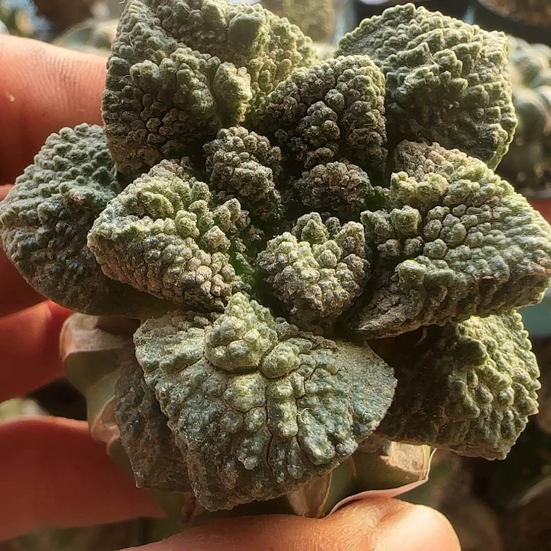 哥斯拉011仙人球开花