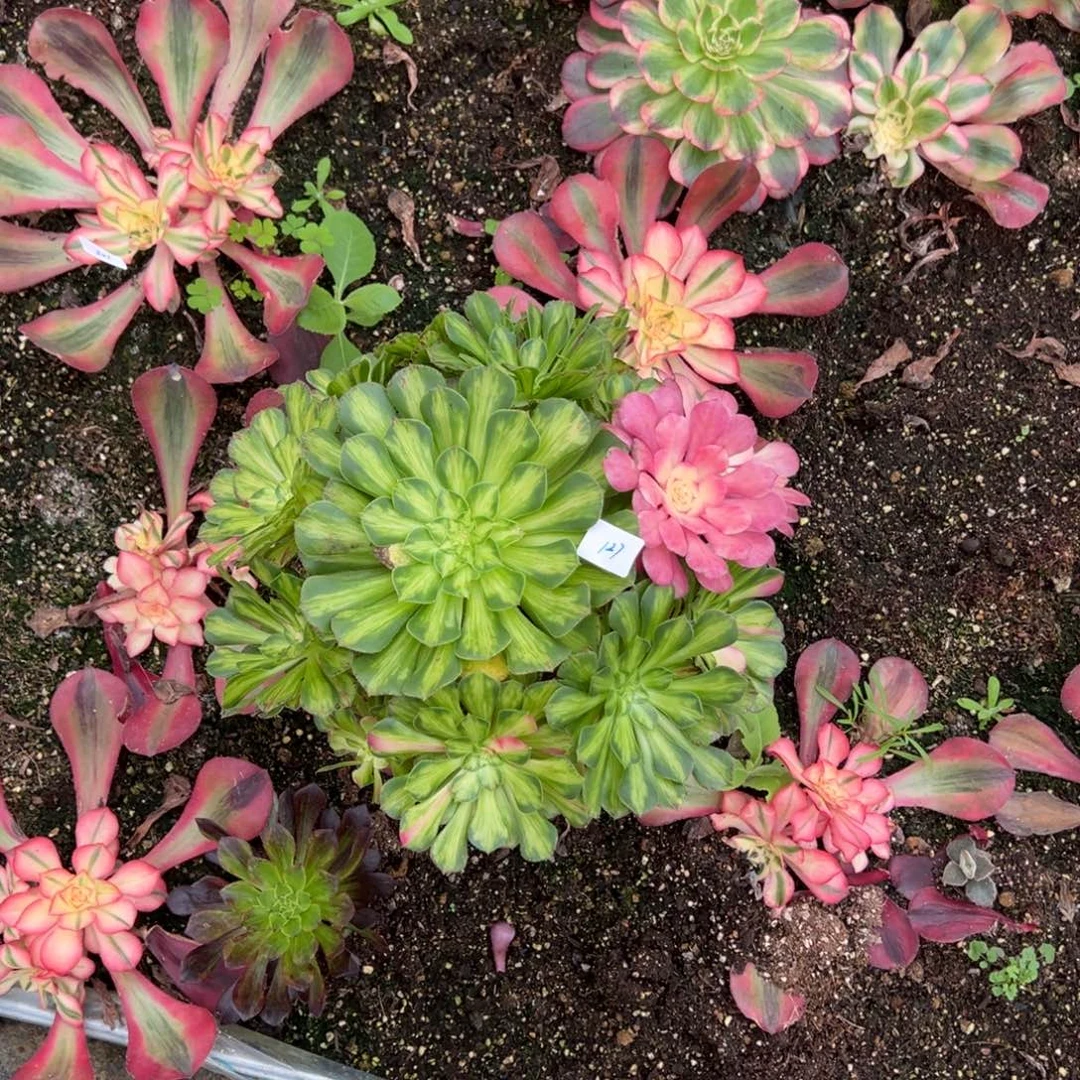 127知否多肉植物紫紫