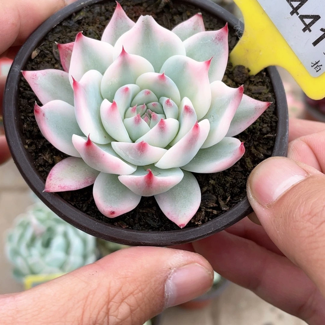 【闪购商品】仙*澄1441号