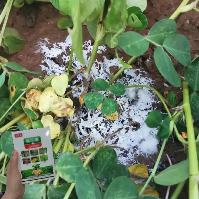 【稼贝康】花生白绢 根腐白毛毛青枯等叶面喷施