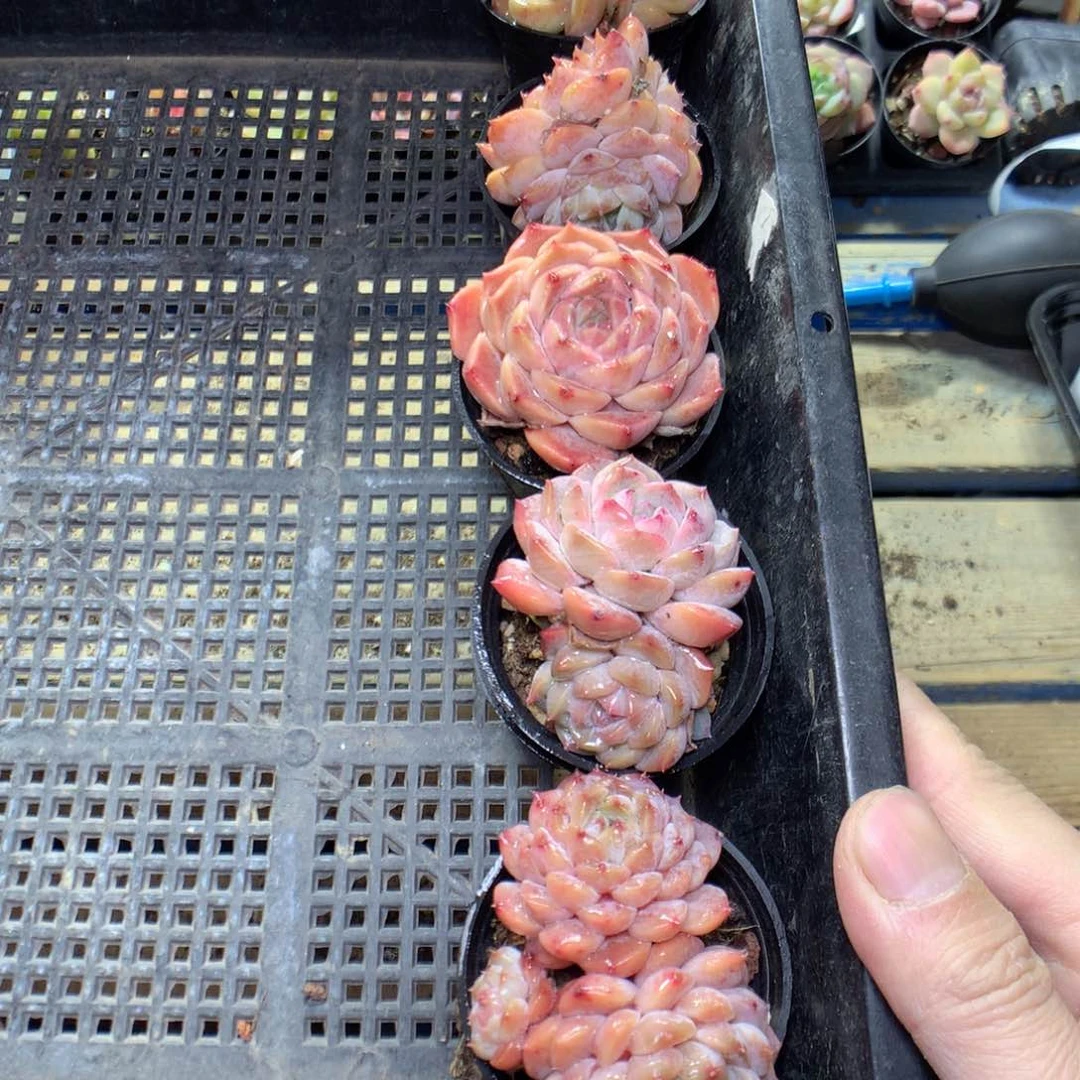 C12y y y y y y y y y y