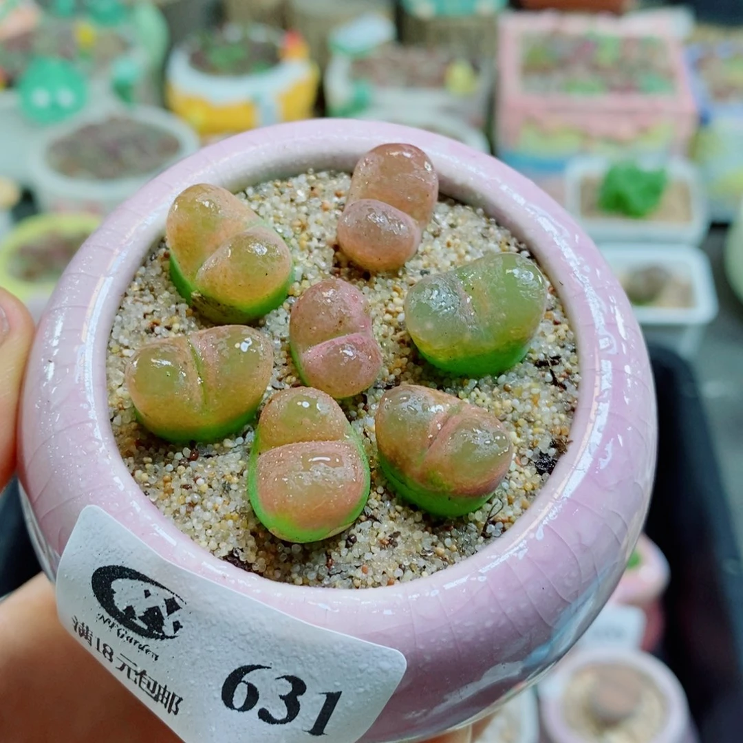 晓***琳生石花花花花花花花花631
