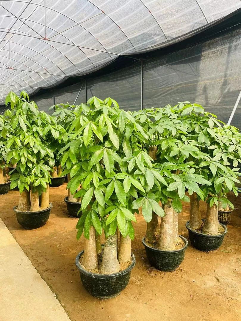发财树绿植盆栽室内客厅植物招财大盆景办公室除甲醛