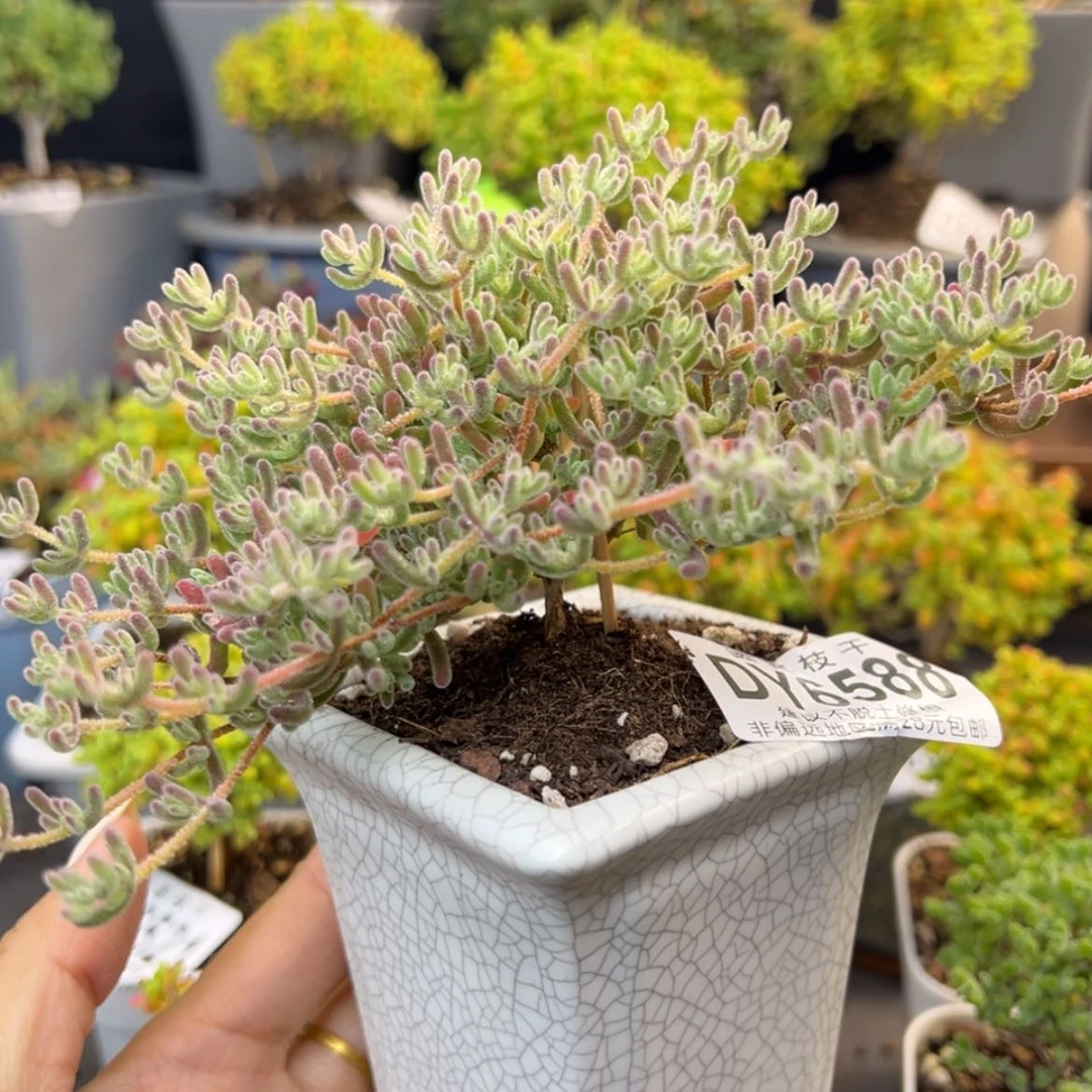 【闪购商品】嘠dy6588/6613补差换这个带盆价