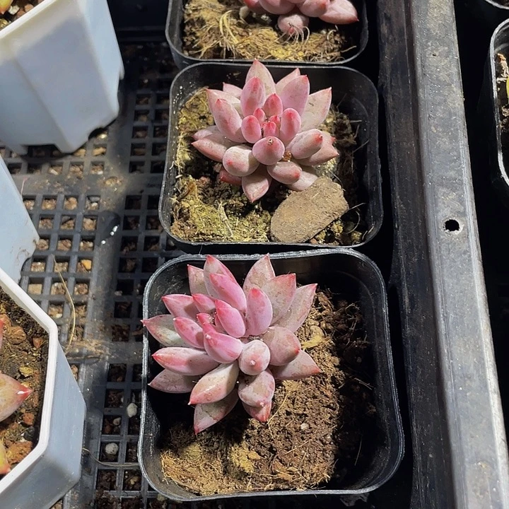 车厘子带盆土发货