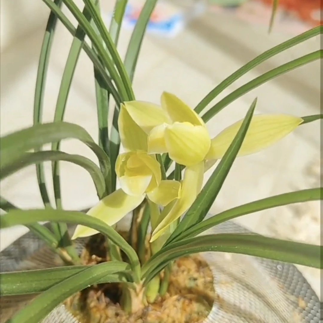 莲瓣兰佛光普照黄色素花极品莲瓣兰素心云南原生老种