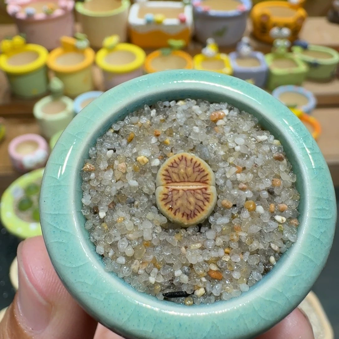 蘑菇1129绿体菊多肉植物