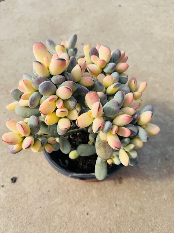 七彩乒乓福娘大老桩