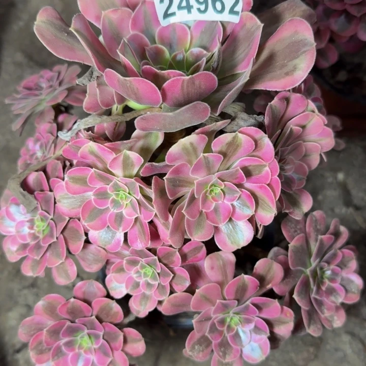 24962南美杜莎多肉植物
