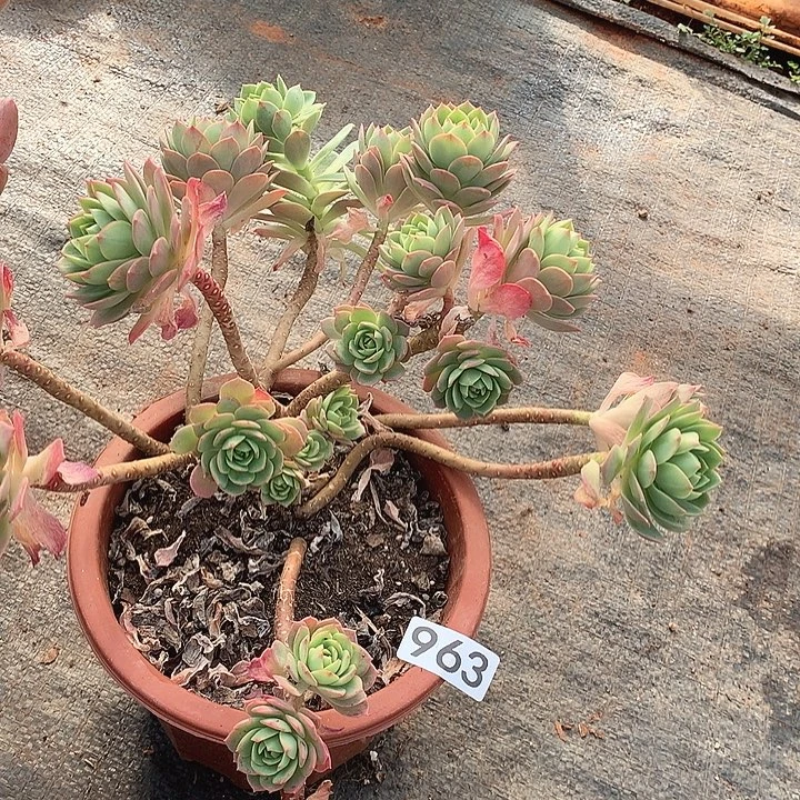 963绿蔷薇一物一拍多肉
