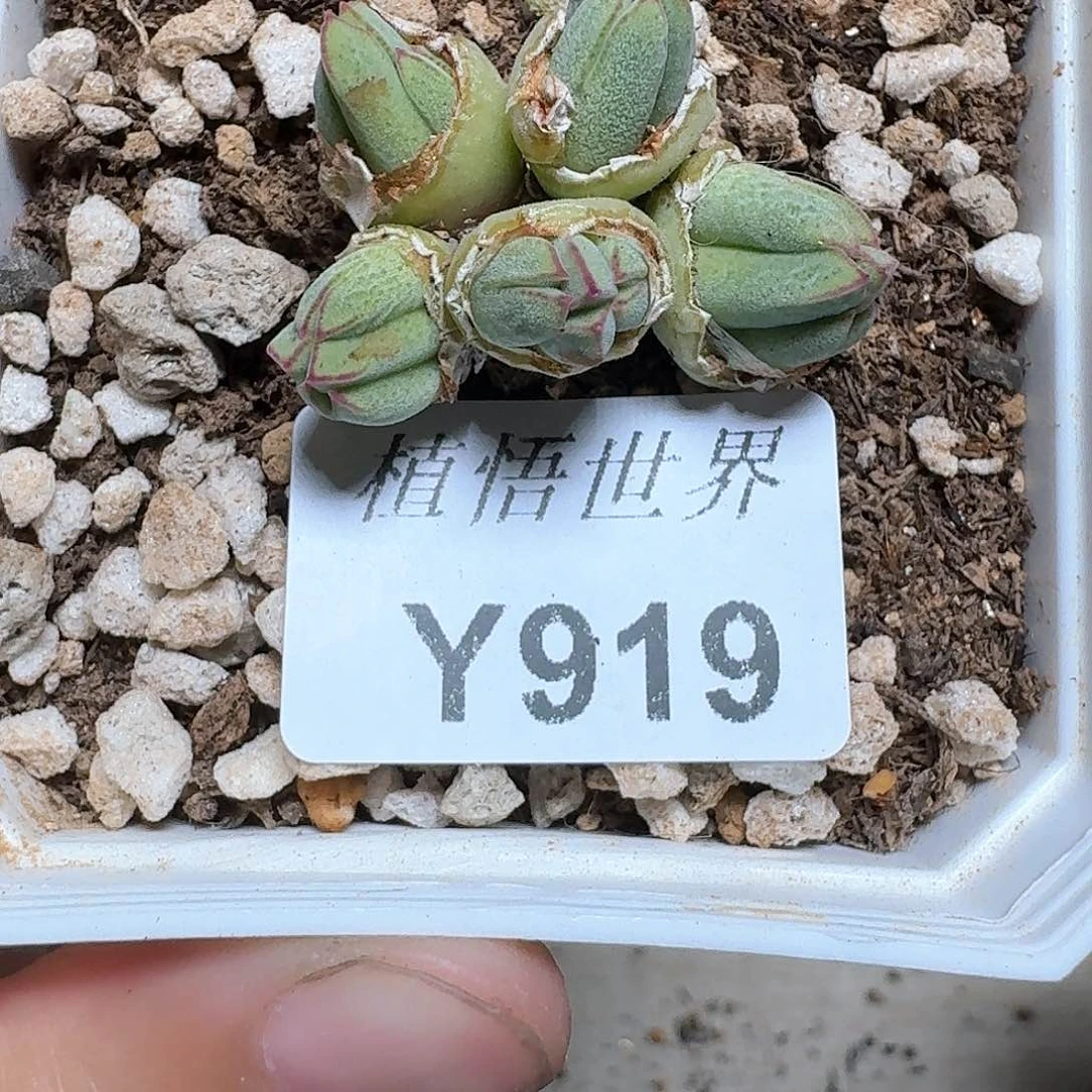 静*妞919盒多肉植物哇f f g