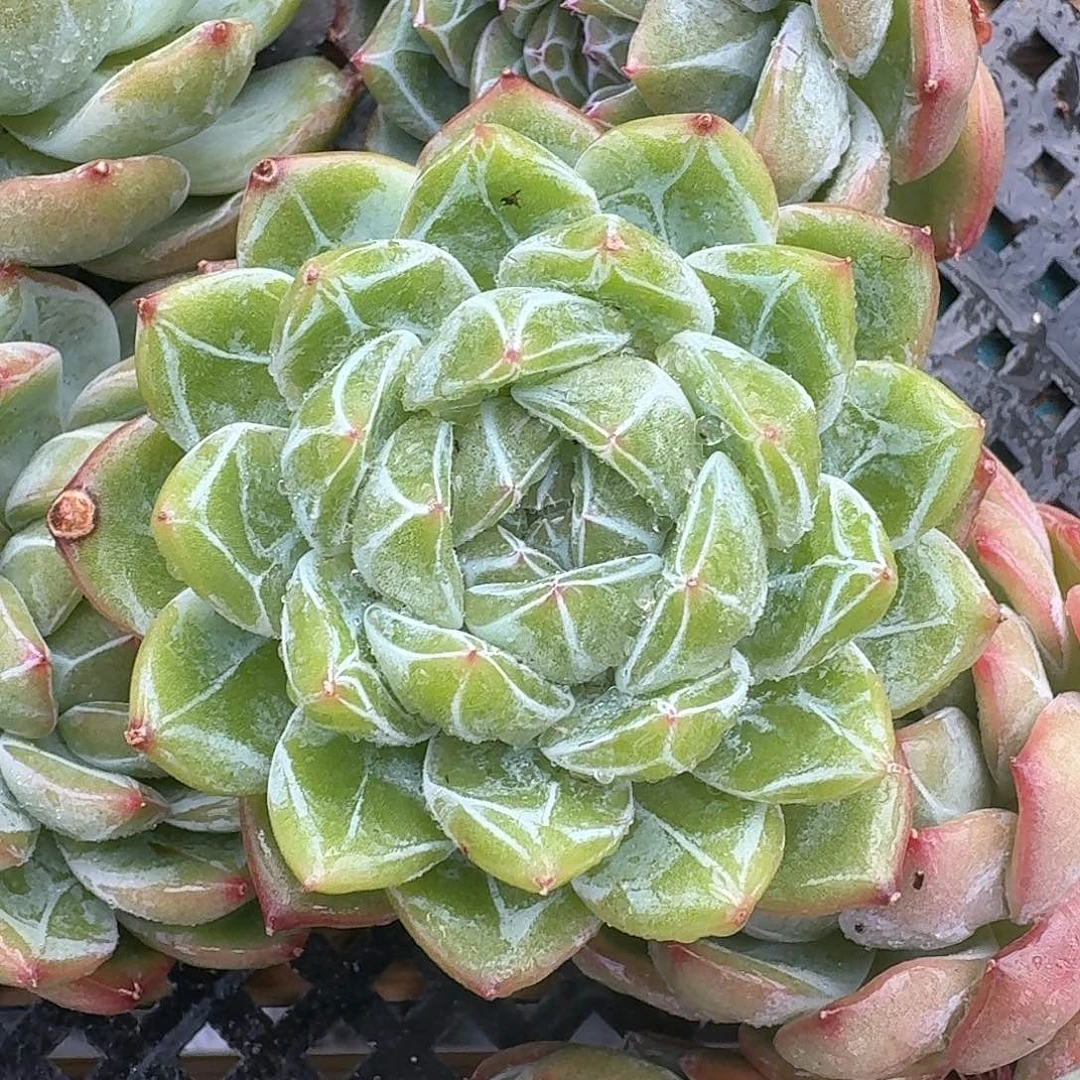 从前慢多肉编号雪花珍妮
