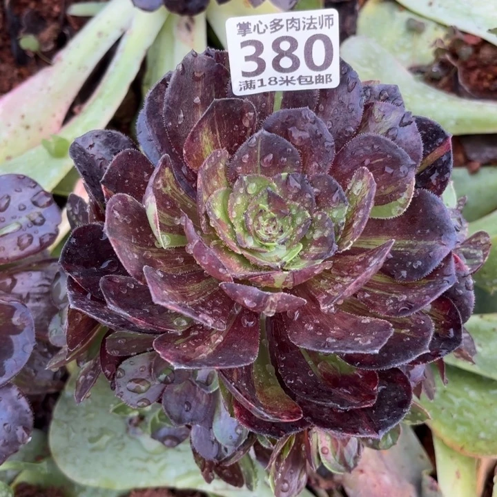 380花夜宴捧花掌心多肉法师锦