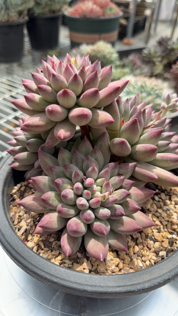 流沙虞美人多肉大群生，冠服22左右，精养粗桩子，爆头多多法师