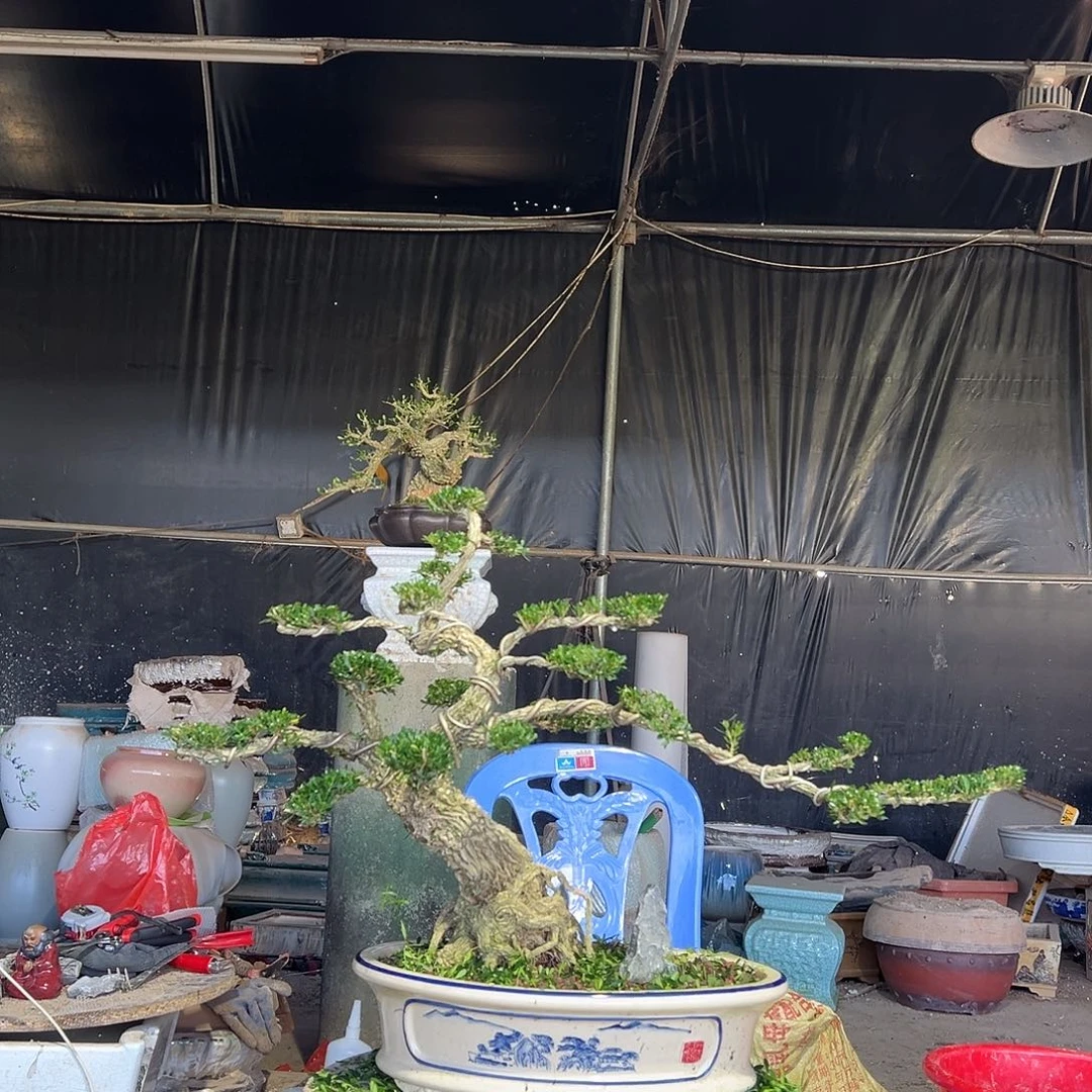 无花朵广东雀舌黄杨盆景