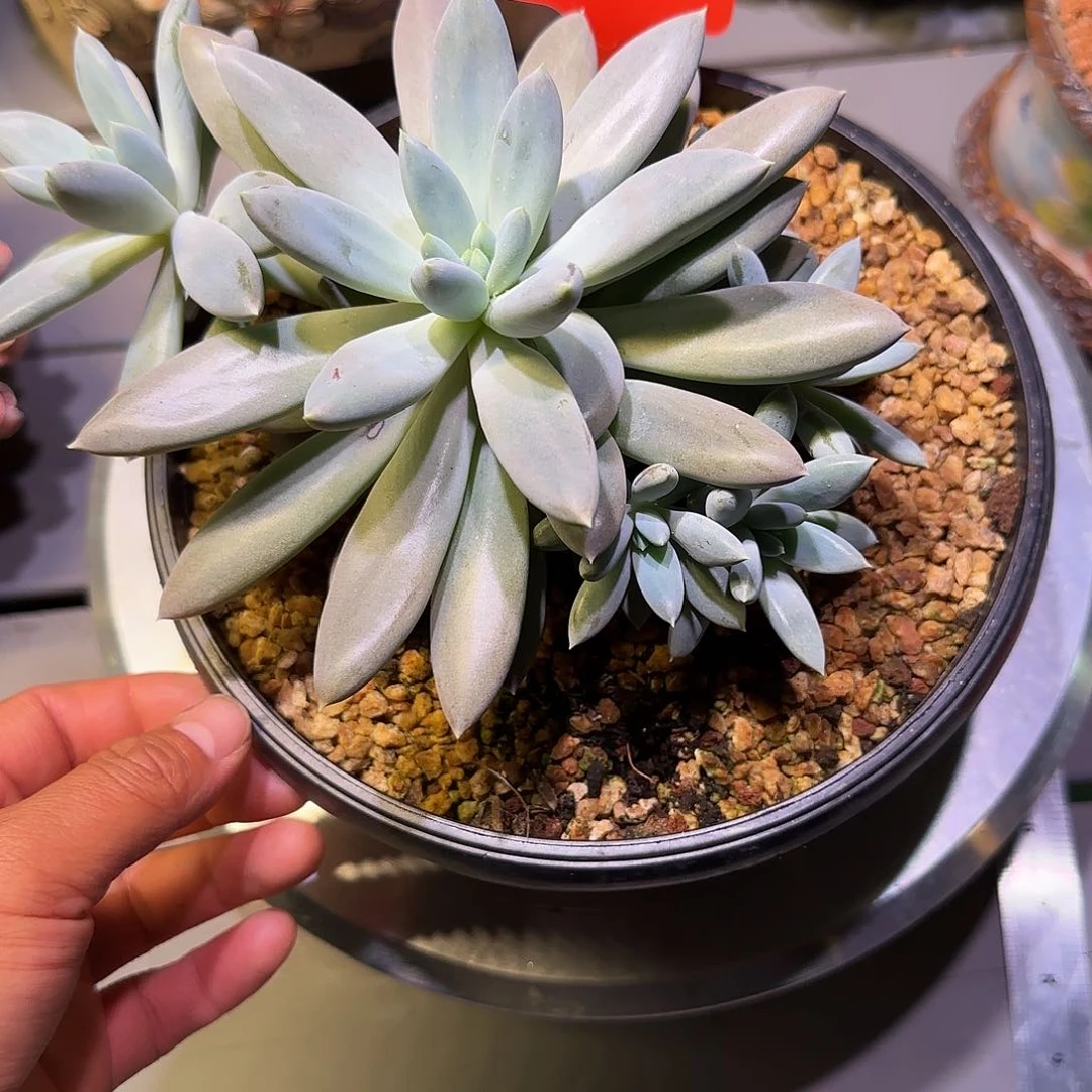 7-4-003哥特捧花多肉