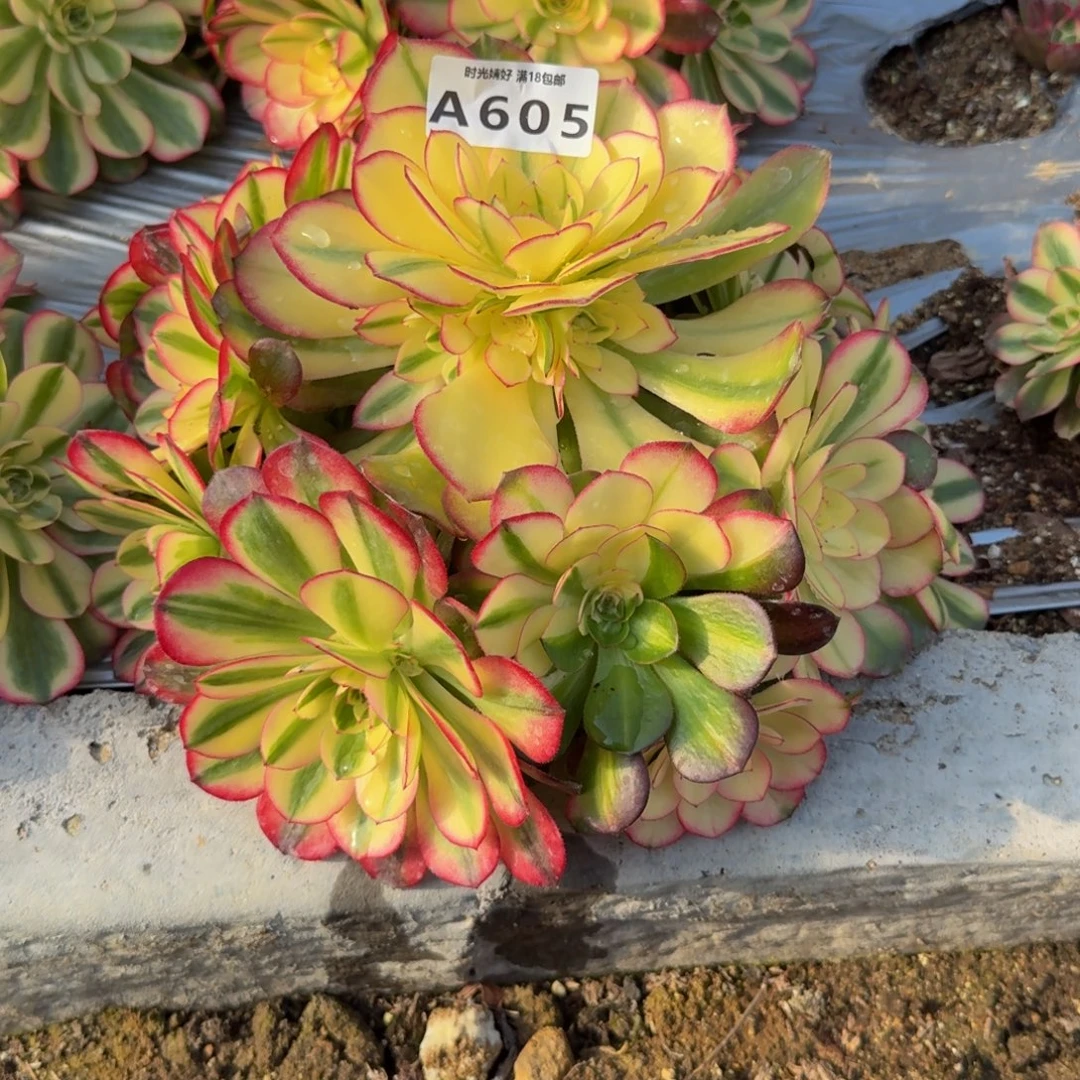 &***凉605荔枝到秋带花脸 多肉植物