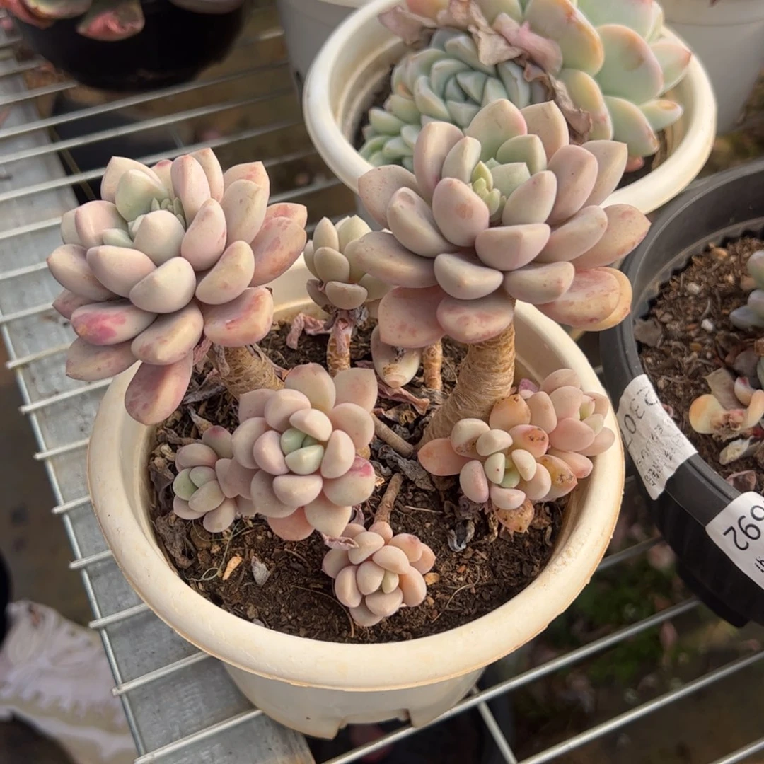 白露整桩整群老桩