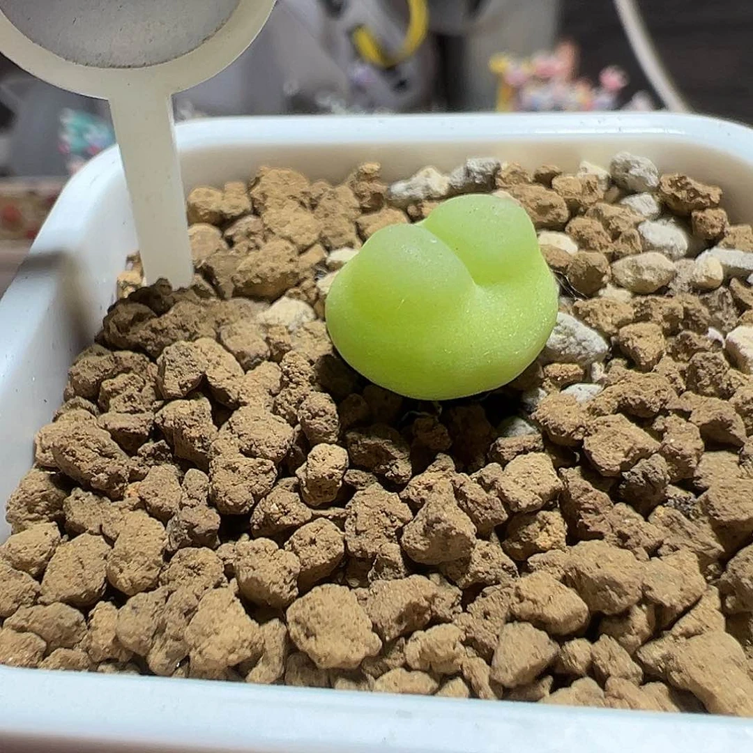 81号拉登飞碟体尺寸1.1