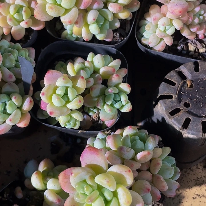 6.5方罗琦带盆土发