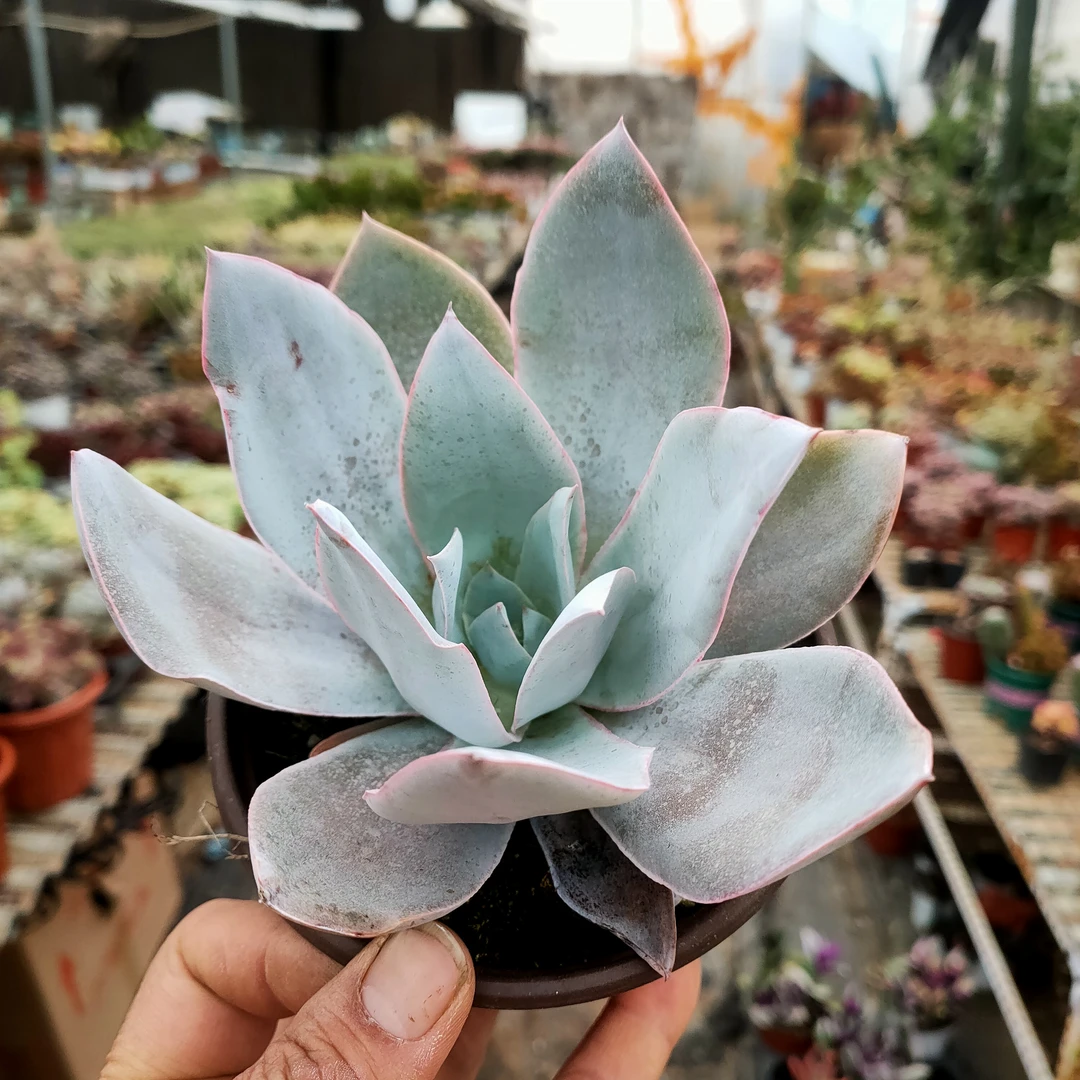 广寒宫  满20包邮不带盆土发货10厘米 叶片白粉会擦乱 多肉植物