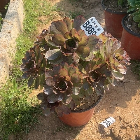 889万拉丝不包断枝