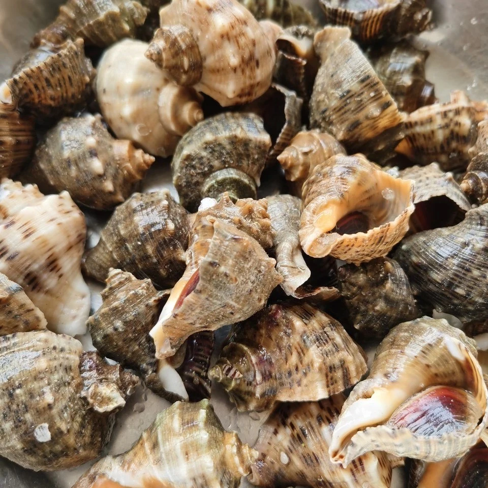 【一斤17～22只左右】小牙海螺鲜活净重4斤连云港食品冷冻海鲜发货