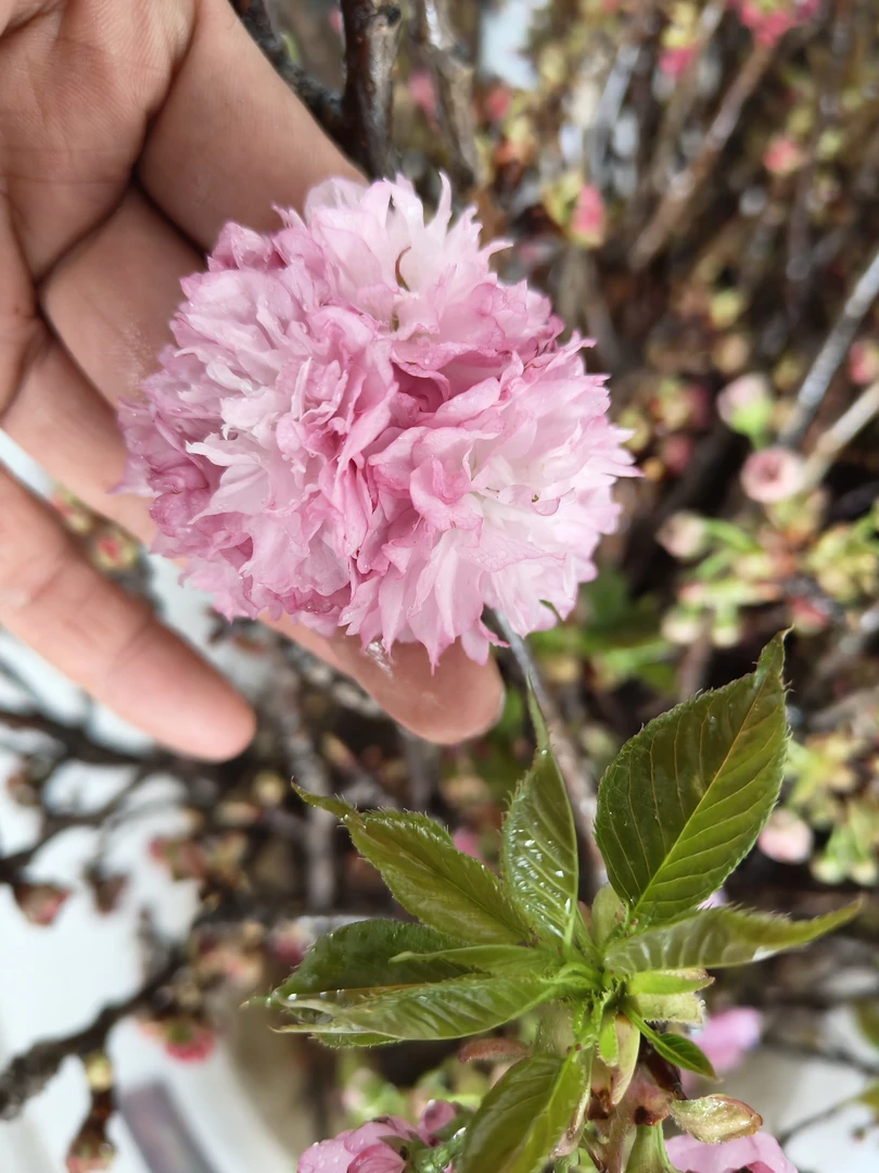 重瓣樱花粉色花期超长顺丰特快包邮