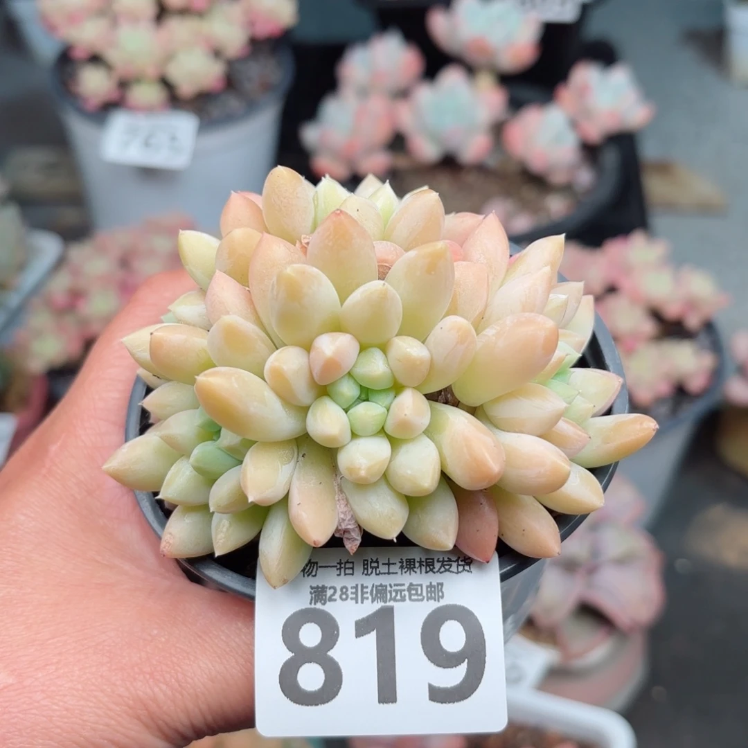 星空美人无盆土发货